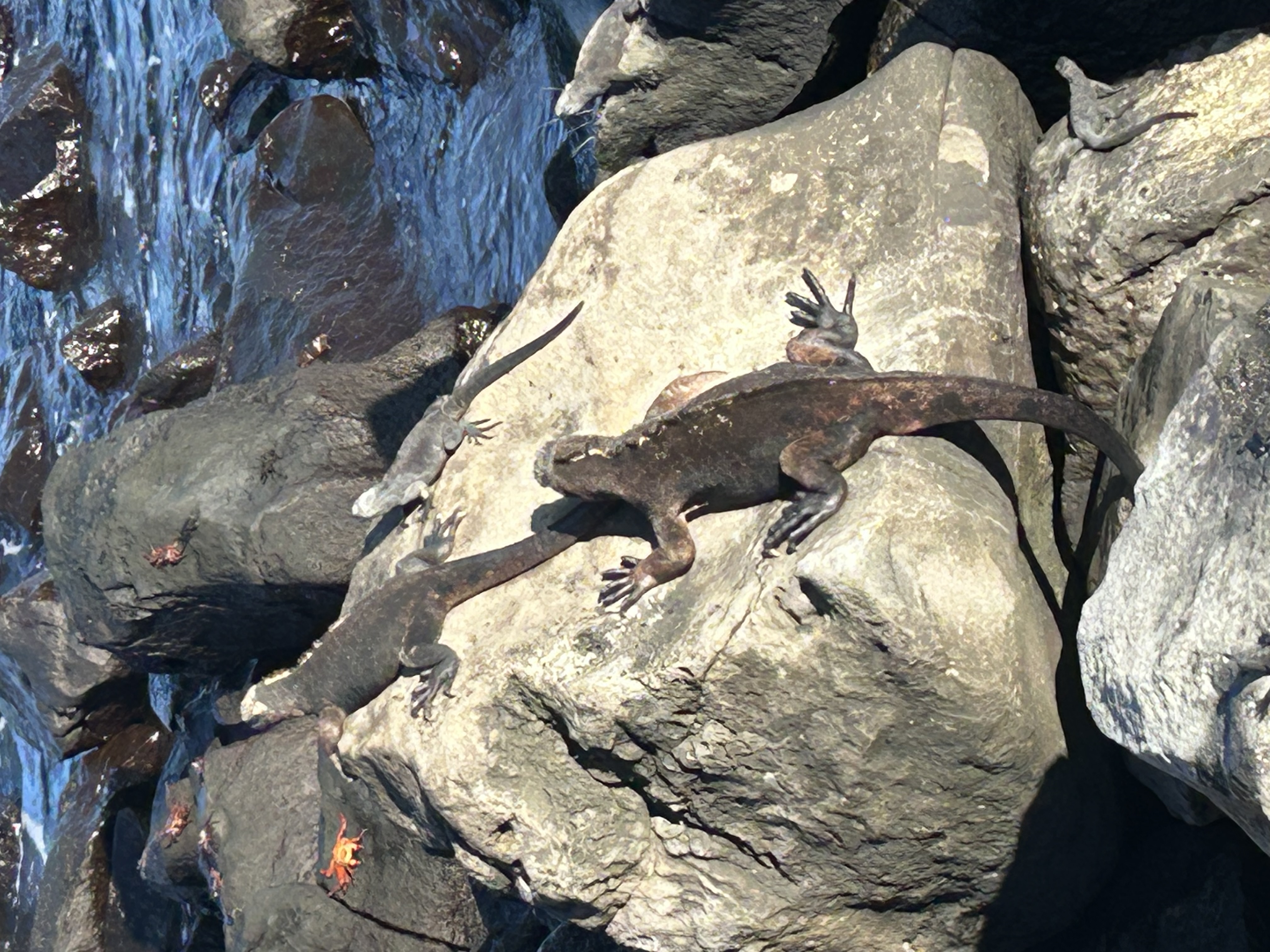 Galapagos